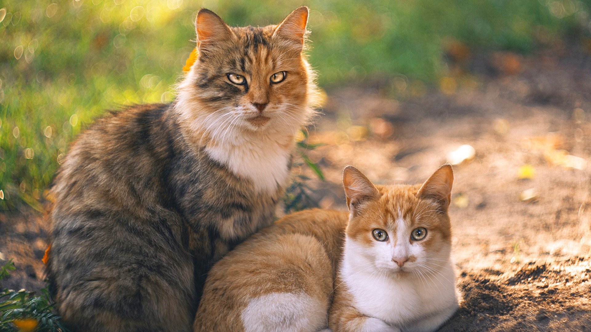 欧战烽火中的决定性瞬间，巴雷拉一锤定音，皇家社会斩落希腊劲旅